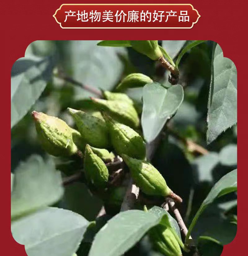 包邮）中药材新货连翘无硫磺连壳500克