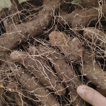 粗黄姜火土根