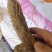 粗黄姜火土根