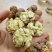 青皮核桃大量上市产地直供量大质优诚信经营欢迎来电