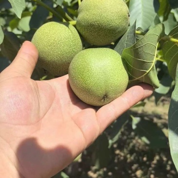 青皮核桃大量上市产地直供量大质优诚信经营欢迎来电