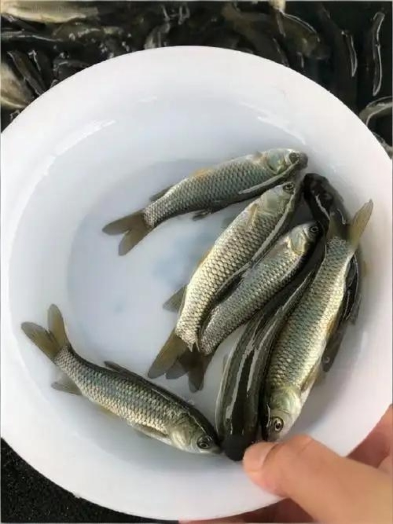精品草鱼苗现货供应！鱼苗体质健壮，无病害，生长速度快。
