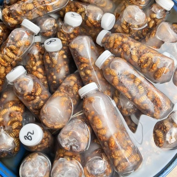 金蝉大量发货中