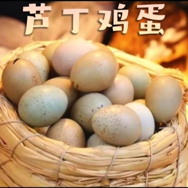 芦丁鸡蛋养殖基地直发批发长期供应包邮