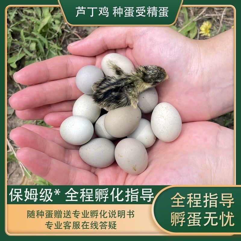 芦丁鸡蛋养殖基地直发批发长期供应包邮