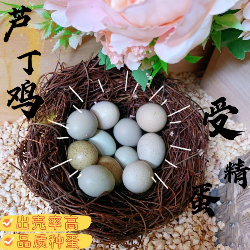 芦丁鸡蛋养殖基地直发批发长期供应包邮