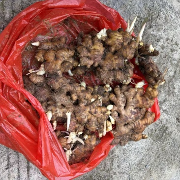 有10万多斤贵州小黄姜需出售需要的老板联系