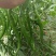 黑线树