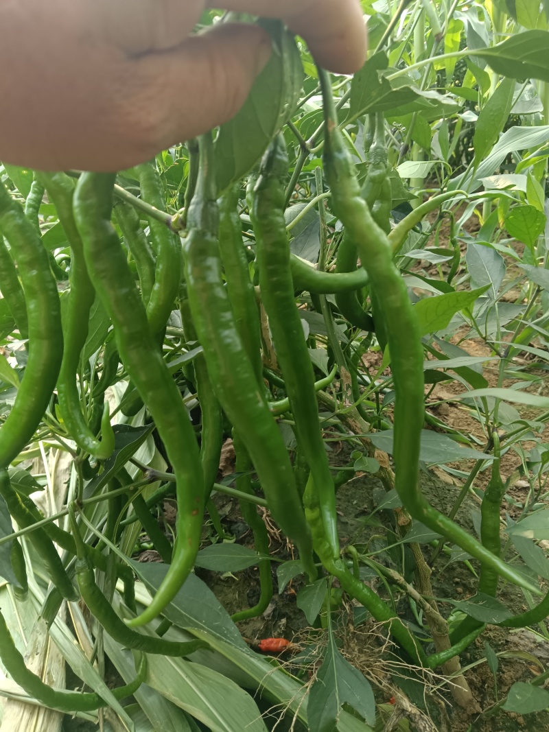 黑线树