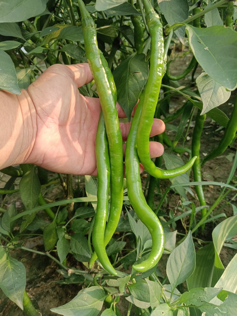 黑线树