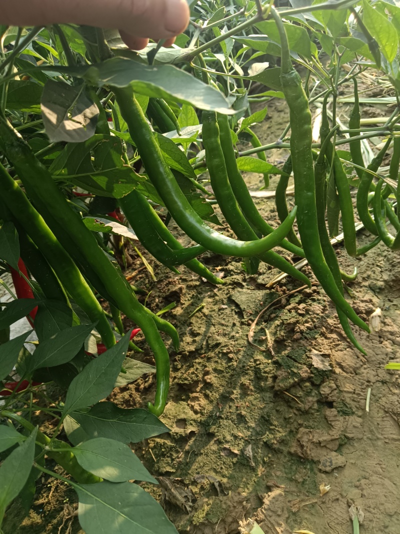 黑线树