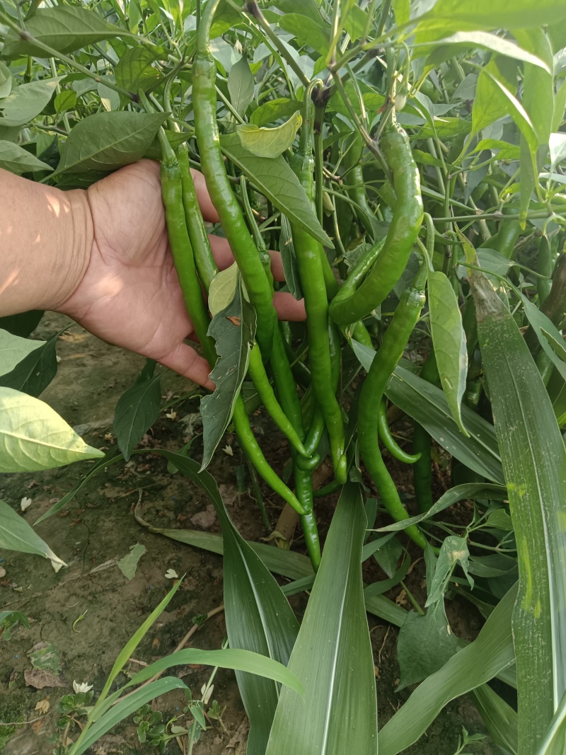 黑线树