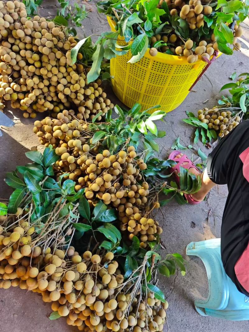 大乌圆龙眼现摘现发品质优可视频看货支持全国发货欢迎咨询