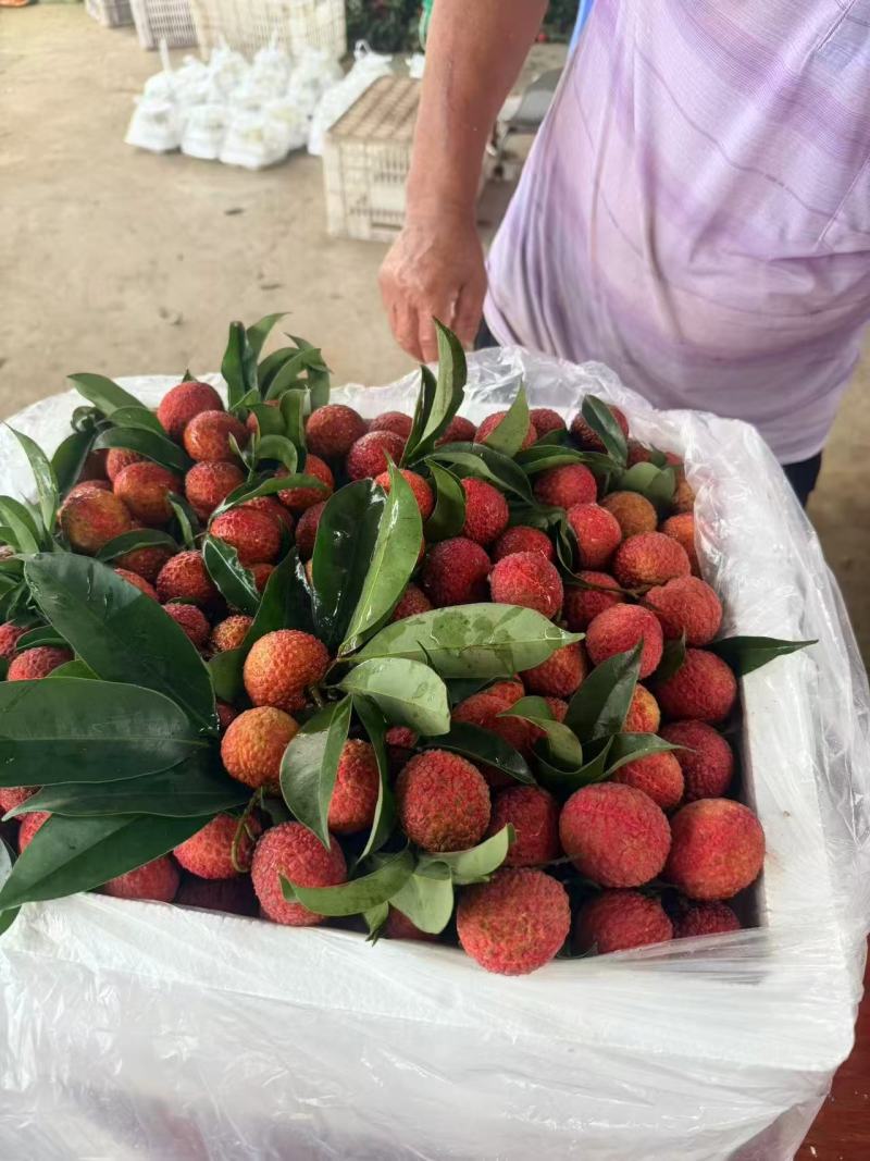 双肩玉荷包荔枝大量有货基地直供品质优可对接市场商超欢迎咨