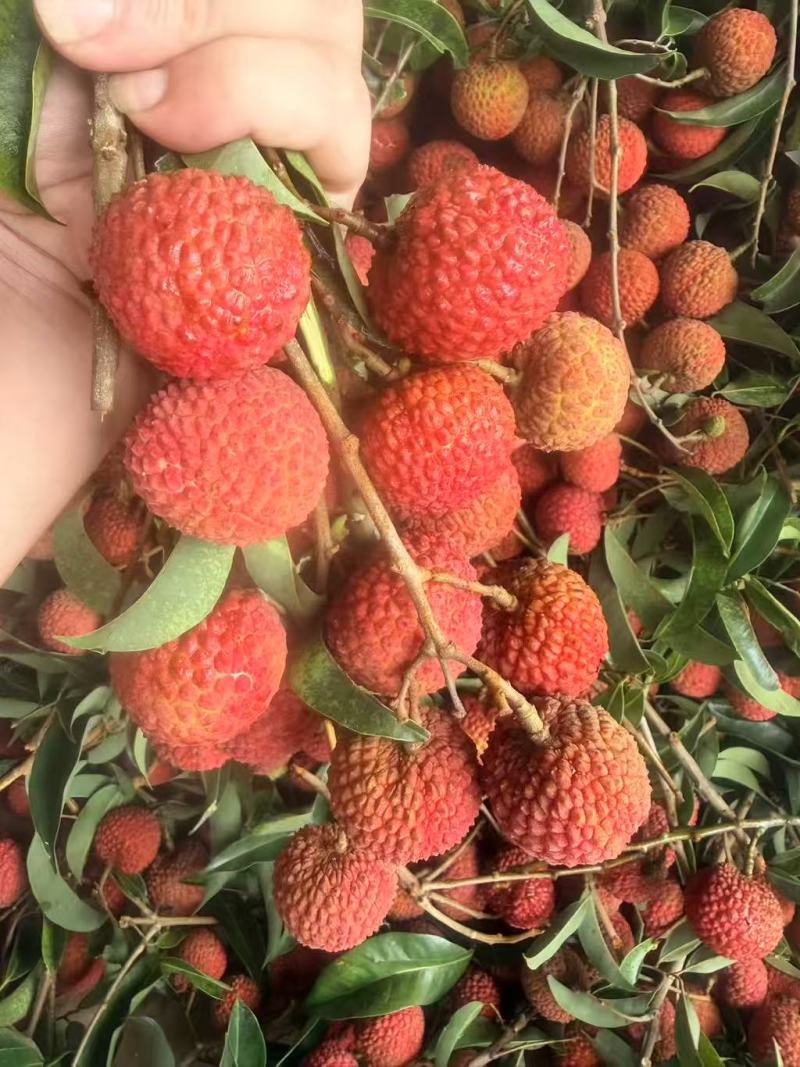 双肩玉荷包荔枝大量有货基地直供品质优可对接市场商超欢迎咨