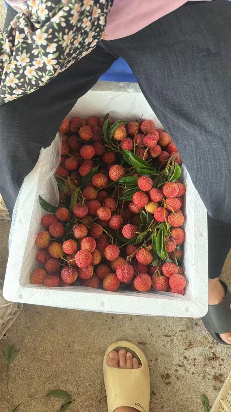双肩玉荷包荔枝大量有货基地直供品质优可对接市场商超欢迎咨