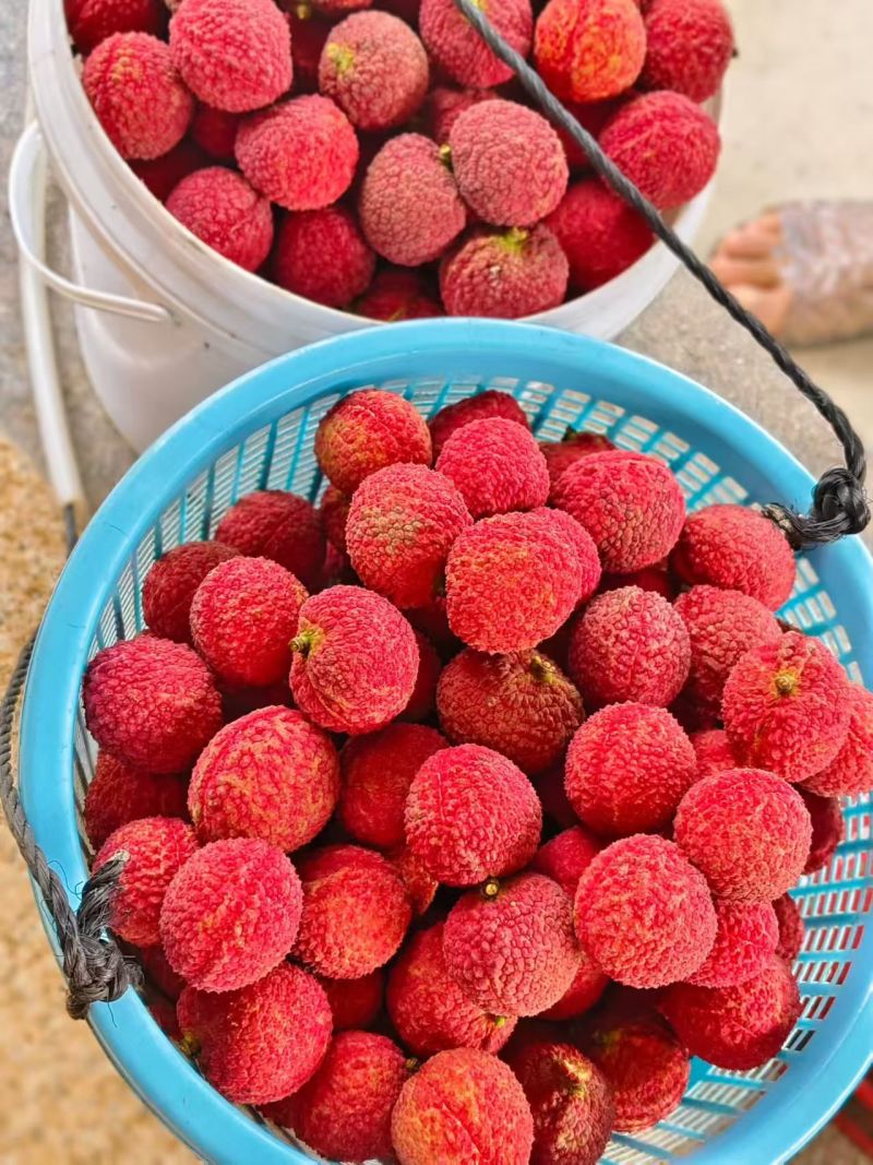 荔枝无核荔枝新鲜现摘现发品质优可视频看货支持全国发货欢迎