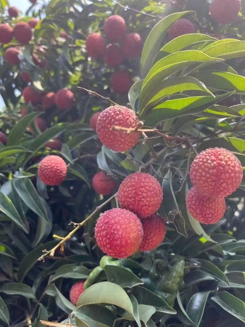 荔枝无核荔枝新鲜现摘现发品质优可视频看货支持全国发货欢迎