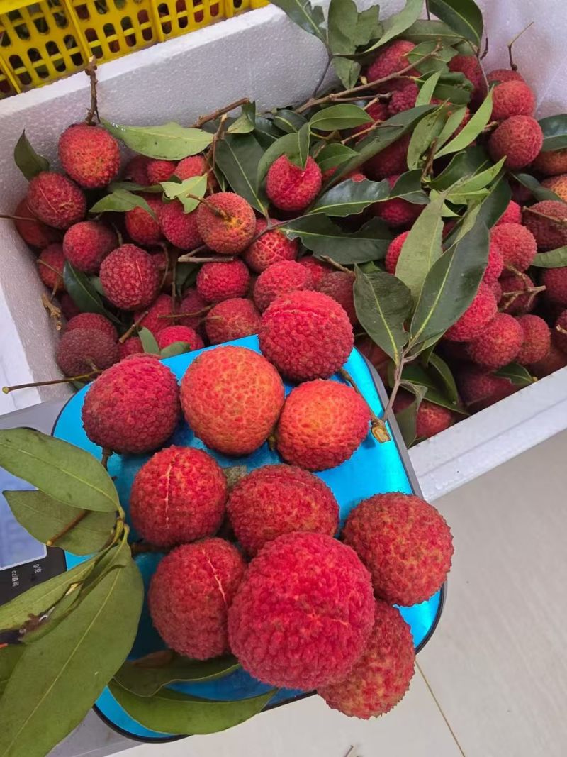 荔枝无核荔枝新鲜现摘现发品质优可视频看货支持全国发货欢迎