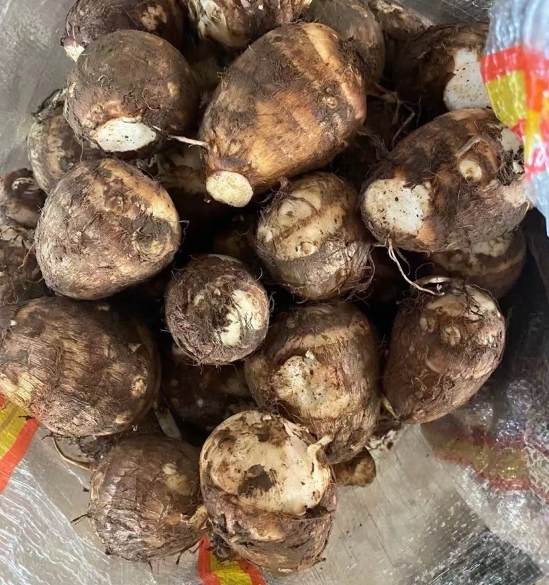 主营（电商货/市场货）芋头8520毛芋头/豆包/牛奶芋头