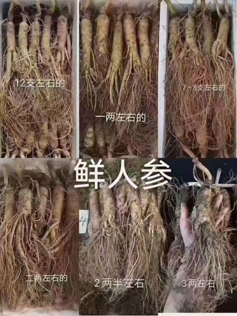长白山优质条子货/新鲜人参无磕巴无绣