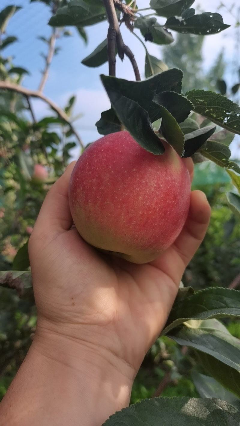鲁丽华硕大量上市量大价优欢迎咨询了解