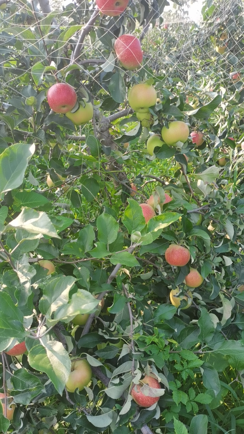 鲁丽华硕大量上市量大价优欢迎咨询了解