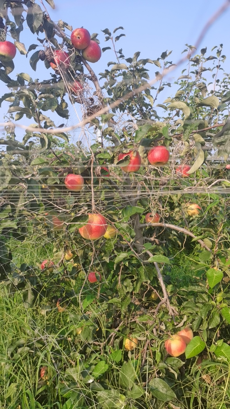 鲁丽华硕大量上市量大价优欢迎咨询了解