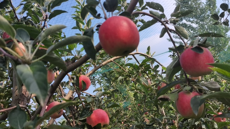 鲁丽华硕大量上市量大价优欢迎咨询了解