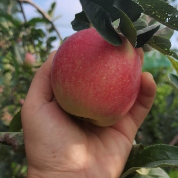 鲁丽华硕大量上市量大价优欢迎咨询了解