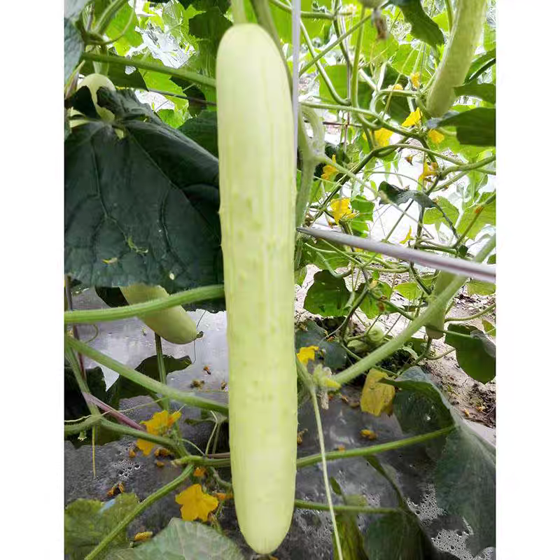 白黄瓜/旱黄瓜/燕白黄瓜/水果黄瓜/蜜刺黄瓜都有货/欢迎