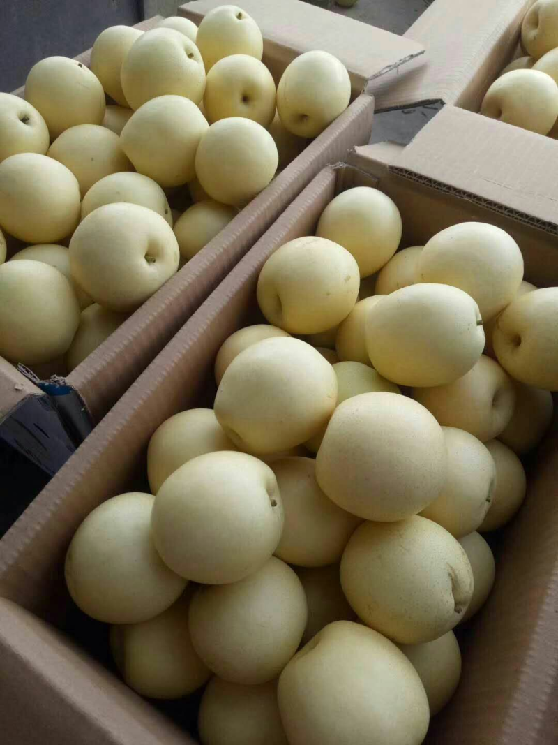 精品皇冠梨，产地大量上市，质量保证，价格优惠，欢迎咨询