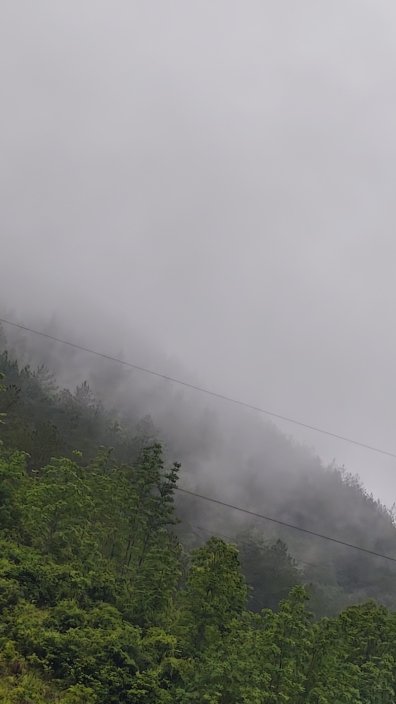 大巴山富硒木竹笋
