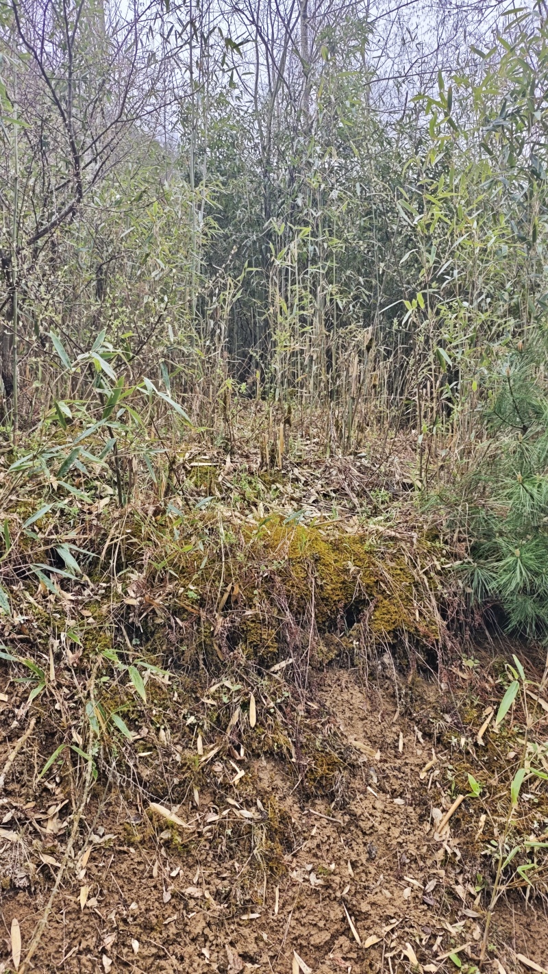 大巴山富硒木竹笋