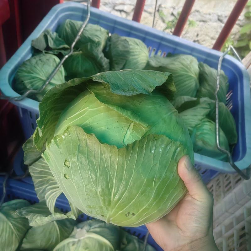 包菜上架，产地一手货源，欢迎订购