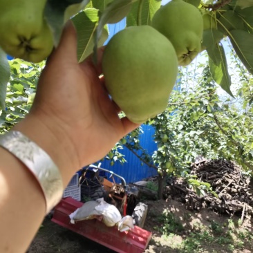 早酥梨，货量大，诚心诚意合作通货四两五起步采摘