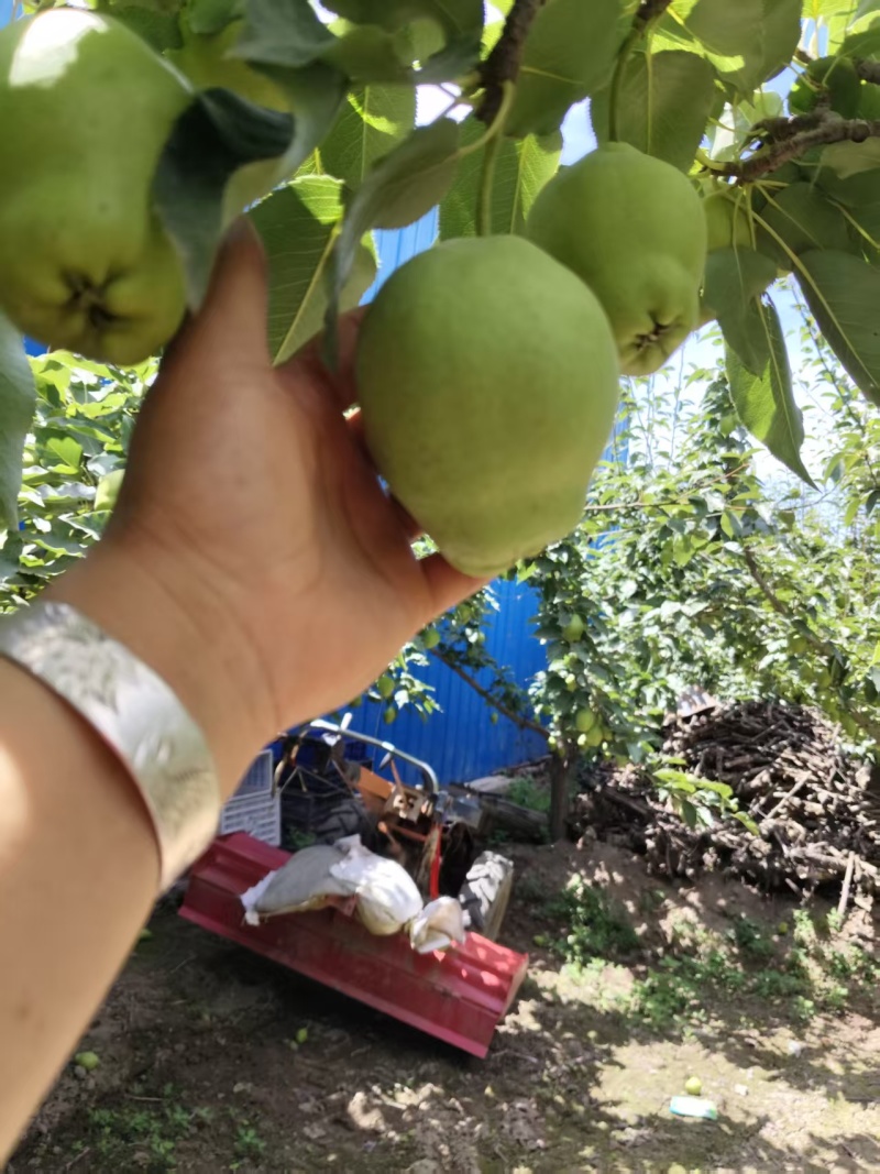 早酥梨，货量大，诚心诚意合作通货四两五起步采摘