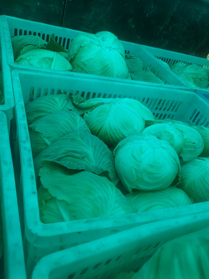 包菜上架，产地一手货源，欢迎订购