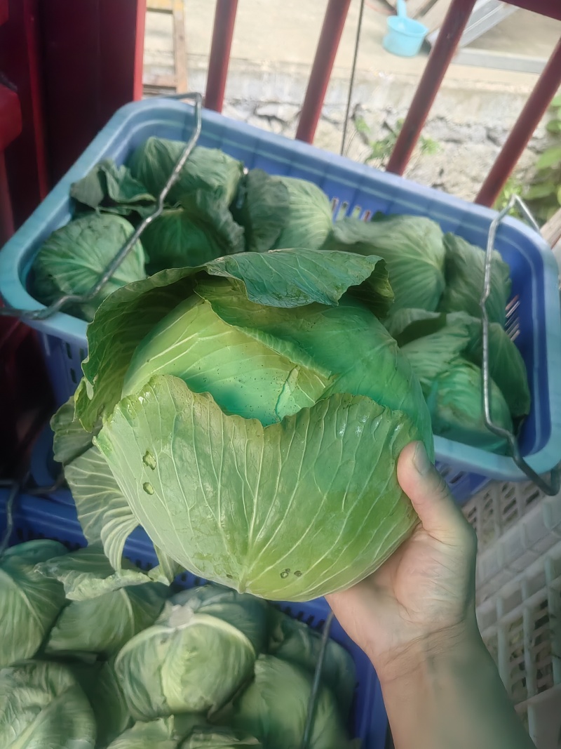 包菜上架，产地一手货源，欢迎订购