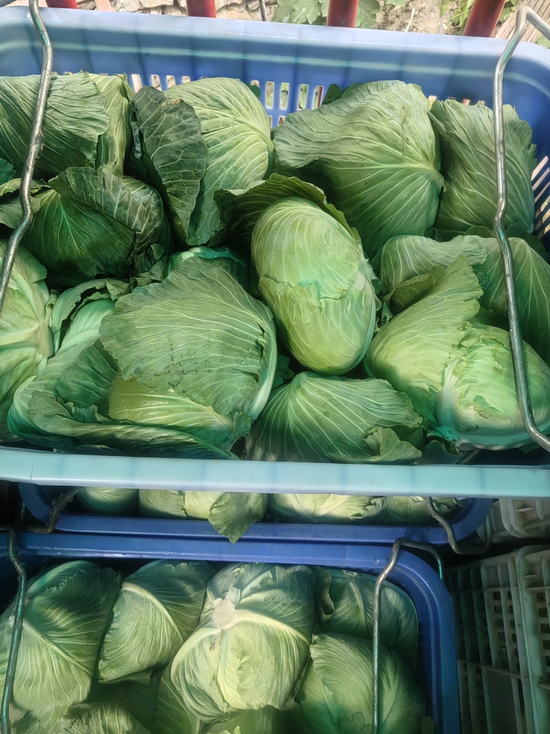 包菜上架，产地一手货源，欢迎订购
