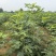 【波姬红】山东精品波姬红无花果大量有货新鲜采摘批发价对接全国