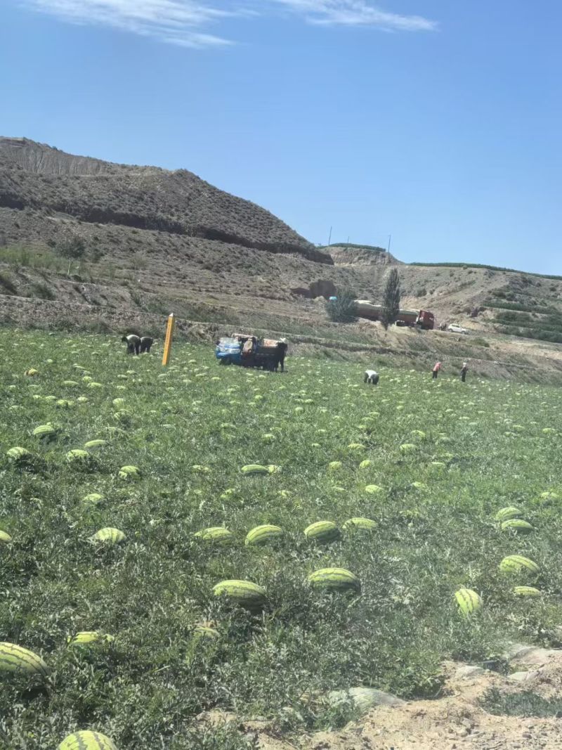 宁夏中卫硒砂瓜石头瓜包熟包甜皮薄瓤红糖度高质量保证