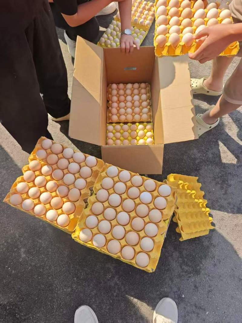 粉鸡蛋自家养殖品质保证欢迎各位老板前来采购