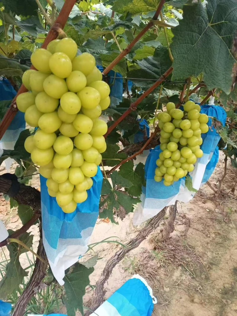 精品葡萄阳光玫瑰河北产区直发量大从优对接市场商超
