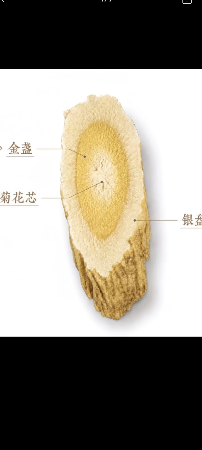 正宗甘肃岷县黄芪