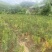 湖北利川高山卷丹百合