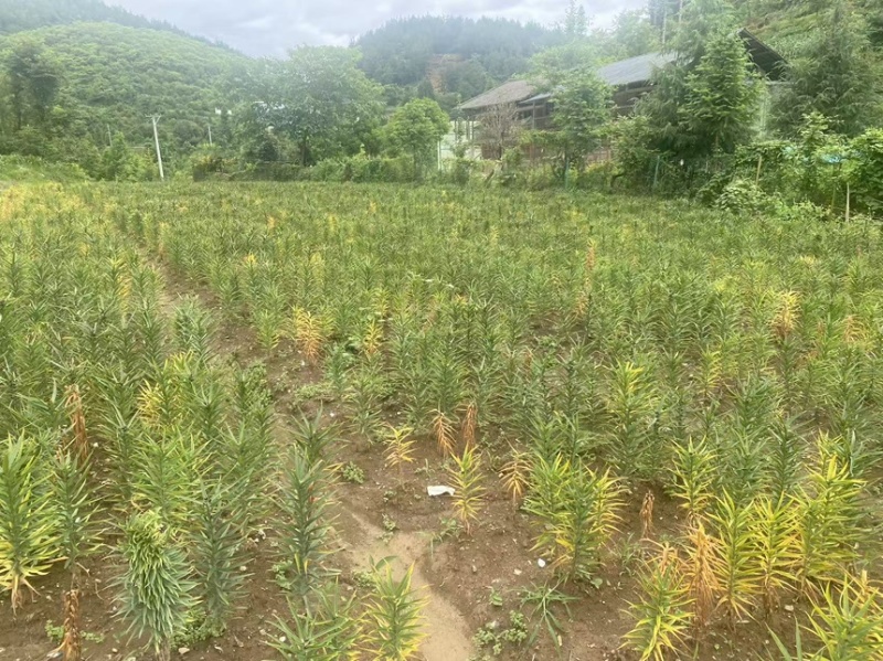 湖北利川高山卷丹百合