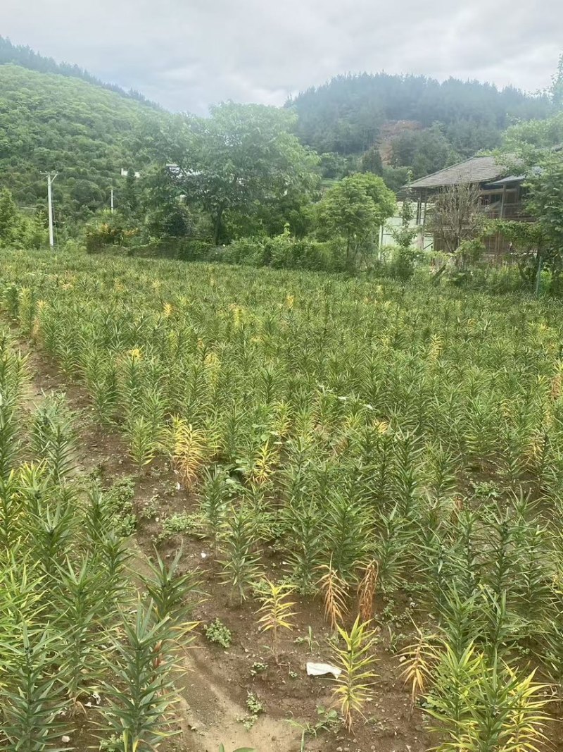 湖北利川高山卷丹百合