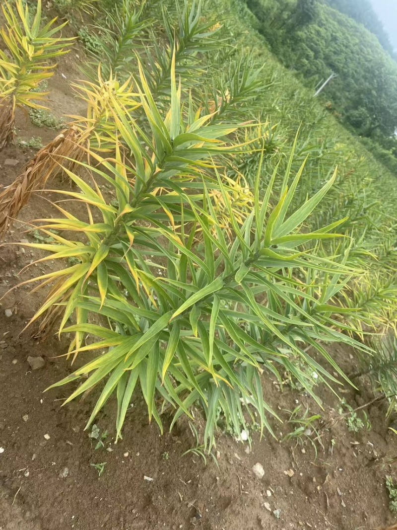 湖北利川高山卷丹百合