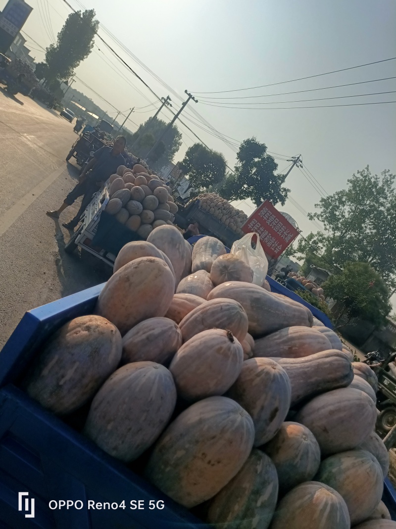 河南省确山县瓦岗丘陵地老南瓜